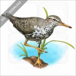 Spotted Sandpiper stock image