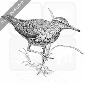 Spotted Sandpiper