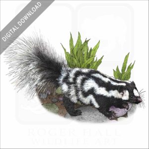 Western Spotted Skunk stock image