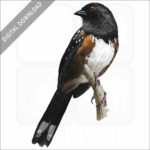 Spotted Towhee stock image