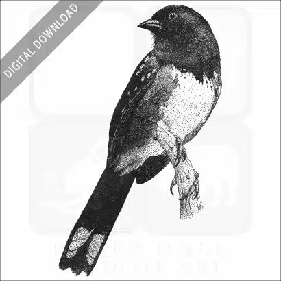 Spotted Towhee