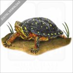 Spotted Turtle stock image