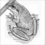 Squirrel Treefrog