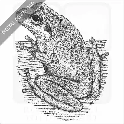 Squirrel Treefrog