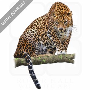 Sri Lankan Leopard stock image