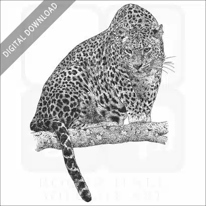 Sri Lankan Leopard
