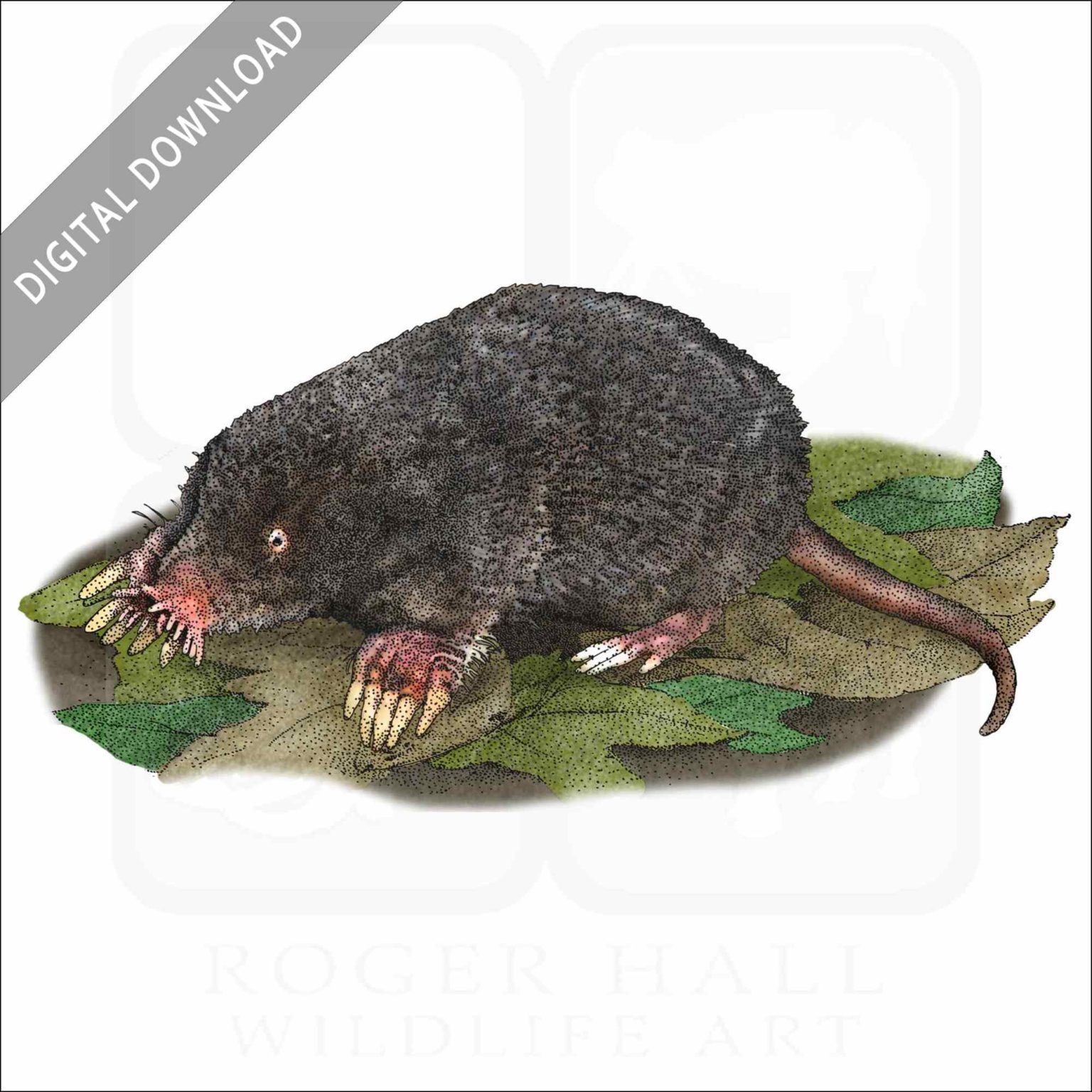 Stock Art Drawing of a StarNosed Mole