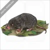 Star-Nosed Mole stock image