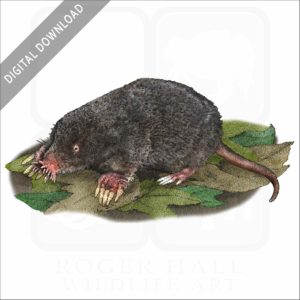 Star-Nosed Mole stock image