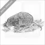 Star-Nosed Mole