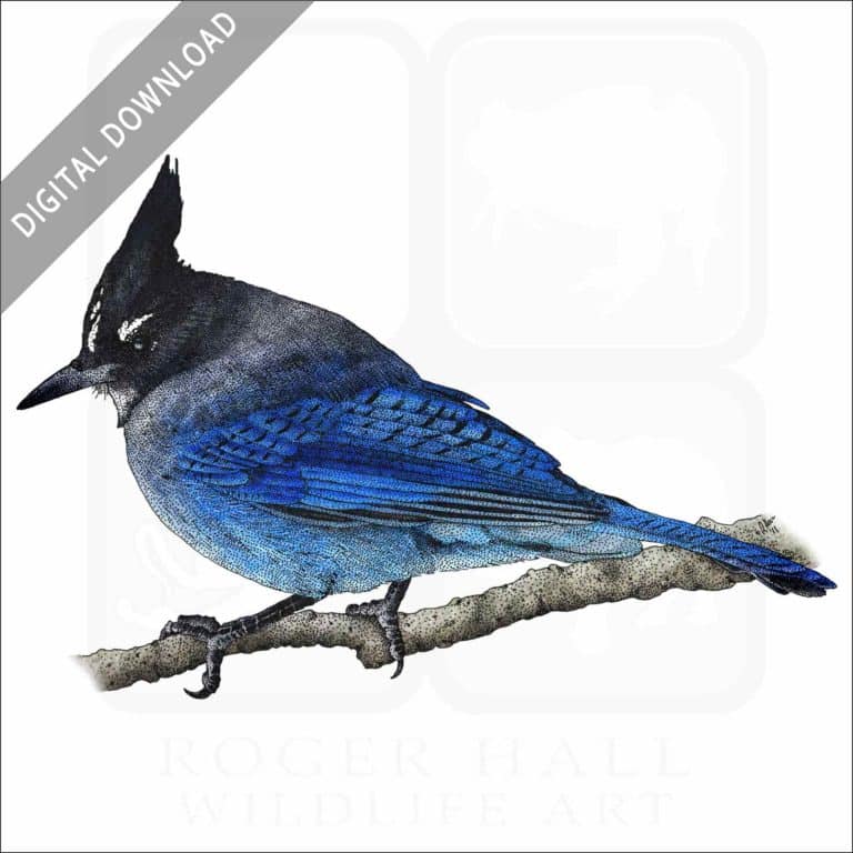 Stock Art Drawing of a Steller's Jay