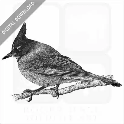 Steller's Jay