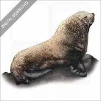 Steller's Sea Lion stock image
