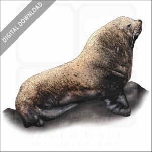 Steller's Sea Lion stock image