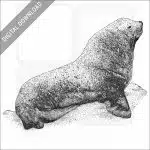 Steller's Sea Lion