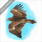 Steppe Eagle stock image