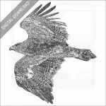 Steppe Eagle