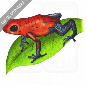 Strawberry Poison Dart Frog stock image