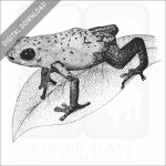 Strawberry Poison Dart Frog