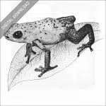 Strawberry Poison Dart Frog