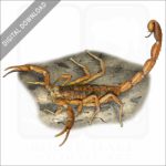 Striped Bark Scorpion stock image