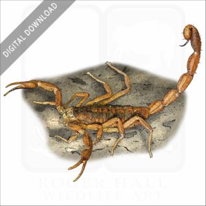 Striped Bark Scorpion stock image