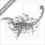 Striped Bark Scorpion