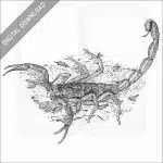 Striped Bark Scorpion