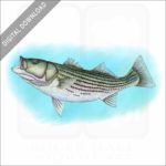 Striped Bass stock image