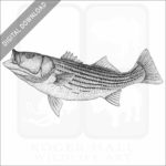 Striped Bass