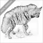 Striped Hyena