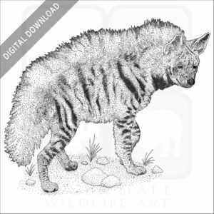 Striped Hyena