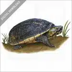 Striped Mud Turtle stock image