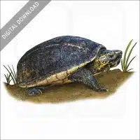 Striped Mud Turtle stock image