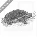 Striped Mud Turtle