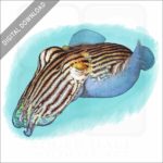 Striped Pajama Squid stock image
