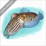 Striped Pajama Squid stock image