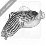 Striped Pajama or Pyjama Squid