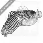 Striped Pajama or Pyjama Squid