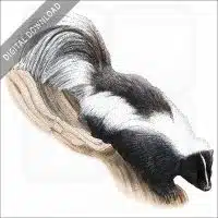 Striped Skunk stock image