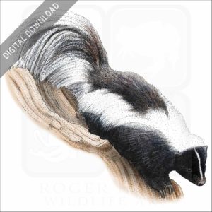 Striped Skunk stock image
