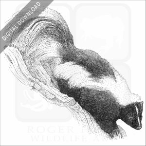 Striped Skunk