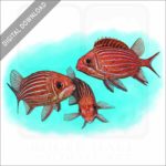 Striped or Hawaiian Squirrelfish stock image