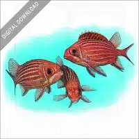 Striped or Hawaiian Squirrelfish stock image