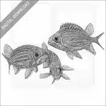 Striped or Hawaiian Squirrelfish