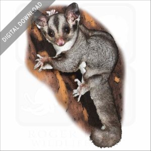 Sugar Glider stock image