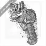 Sugar Glider