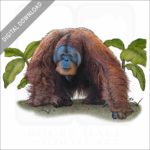 Sumatran Orangutan stock image