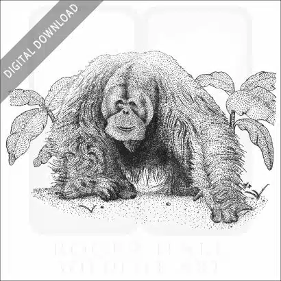 Sumatran Orangutan