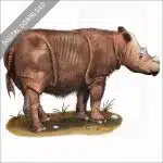 Sumatran Rhinoceros stock image